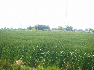 麦が植えられた田園風景