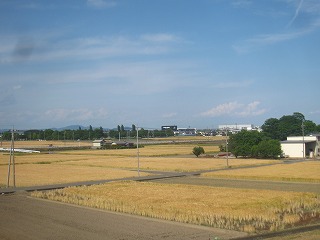 麦が植えられた田園風景