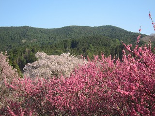 又兵衛桜と花桃