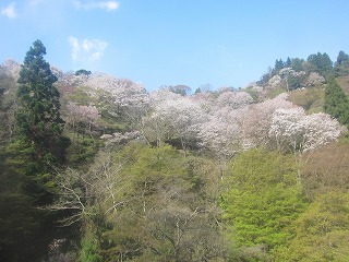 下千本の桜