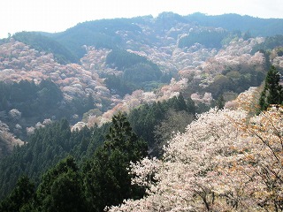 吉水神社から中千本の桜を望む