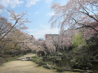 竹林院の桜