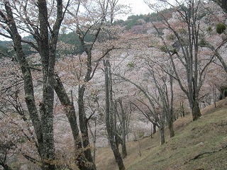 上千本の桜