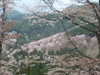 上千本の桜