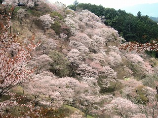 温泉谷・中千本の桜