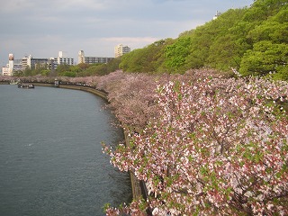 大川沿いの桜並木