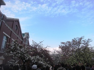 桜並木と造幣局の風景