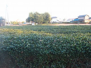 川崎平右衛門陣屋跡付近の茶畑