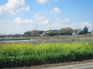菜の花と集落の景観