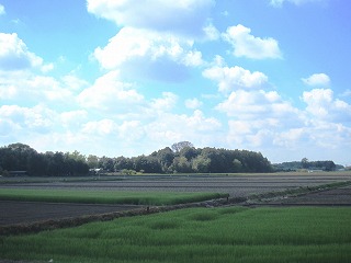 麦が生長する田園風景