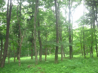 菅谷館跡の森