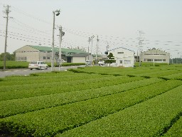 茶畑と製茶工場