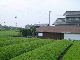 民家の傍らにも茶畑が展開します