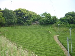 太平洋側斜面の茶畑