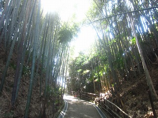 小六坂の竹林