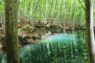 美しい水面に映る林