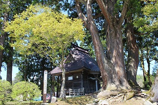 荻ノ島松尾神社と二本杉