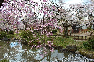 池と枝垂桜
