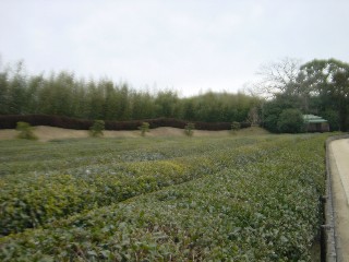 後楽園・茶畑
