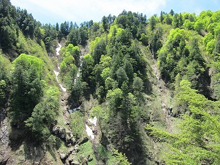 三条ノ滝付近の森