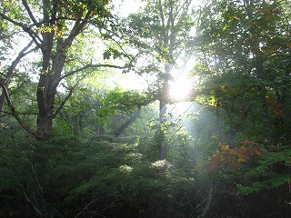 森に朝日が射し込む