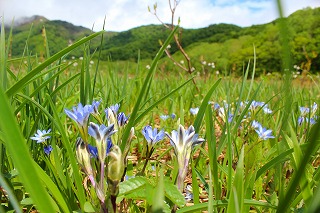 タテヤマリンドウと湿原