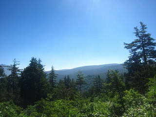 登山道周辺の風景
