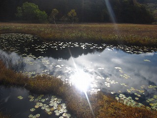 朝日の輝きと池塘