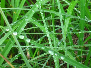 水滴を受ける湿原の草