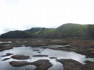 湿原の池塘群