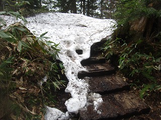 雪が被さる木道