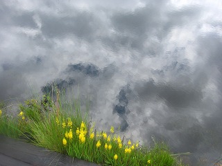 池塘に映る空とキンコウカ