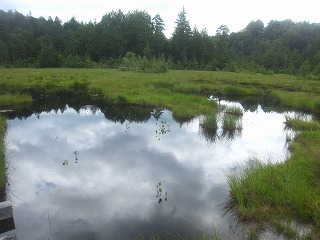 白砂田代の池塘