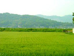 丘陵と麦畑の見える景観