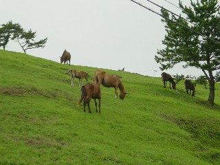 都井岬の御崎馬