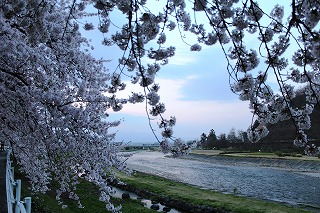 馬見ヶ崎川の桜