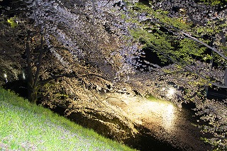 霞城公園・夜桜と濠