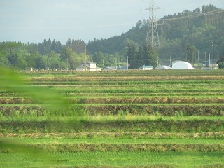 田植えの終わった水田の風景