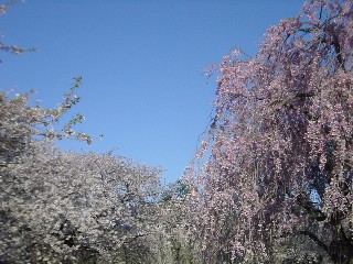 弘前公園・本丸の桜