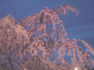 弘前公園・本丸の夜桜