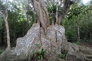 サキシマスオウノキの巨樹