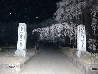 実相寺・門前の桜
