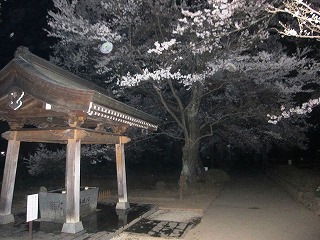 境内の夜桜の風景