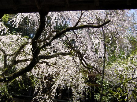 水分神社の枝垂れ桜