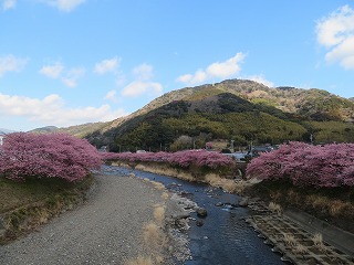 河津桜と河津川の風景