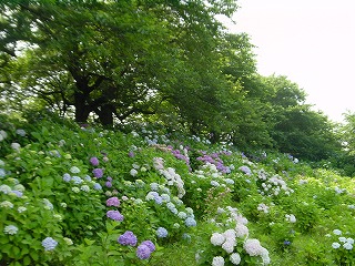 権現堂堤、葉桜と紫陽花