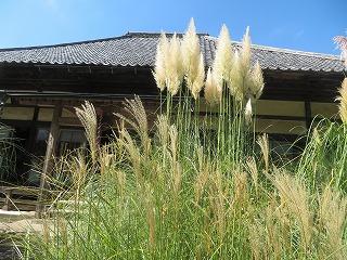 道光寺の尾花