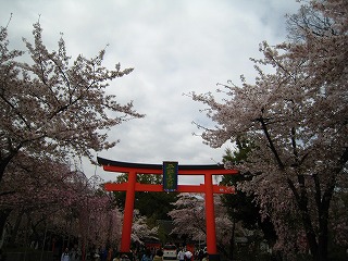 境内の桜が満開の平野神社
