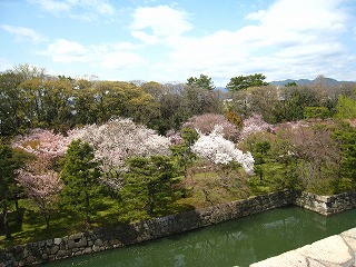 二条城・桜が咲き乱れる風景