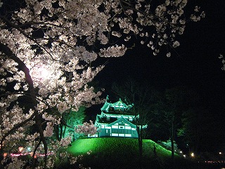 高田城址公園の夜桜